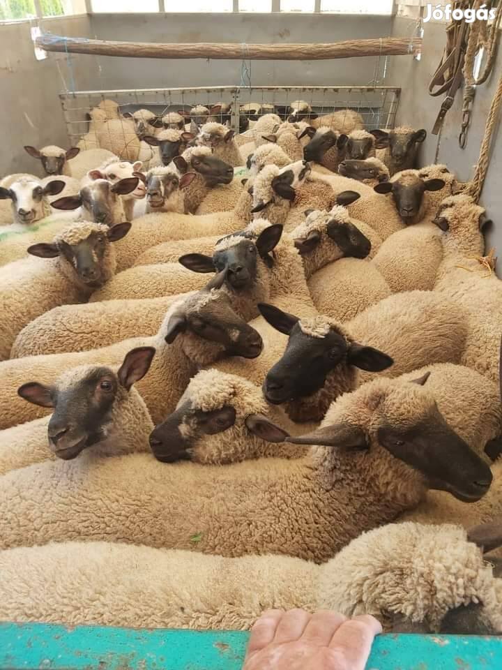 Üdv birkát bárányt keresek megvételre 