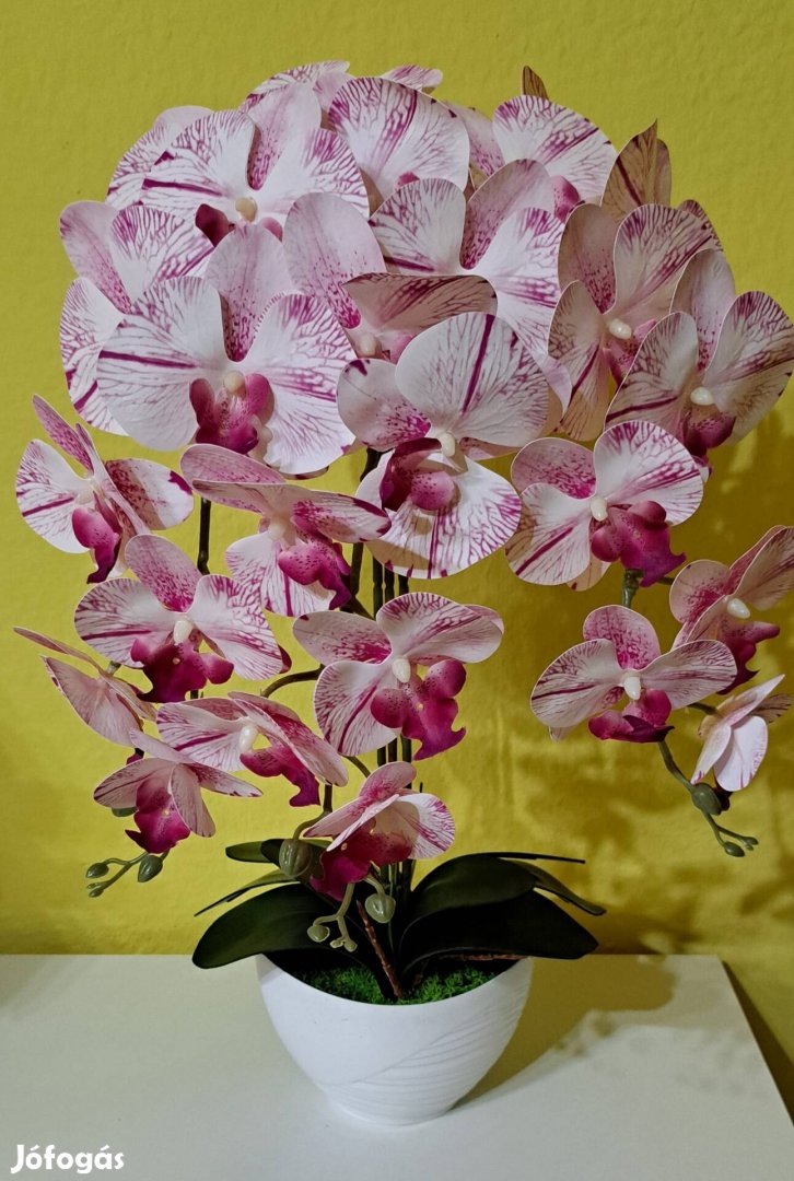 Új, gyönyörű élethű orchidea