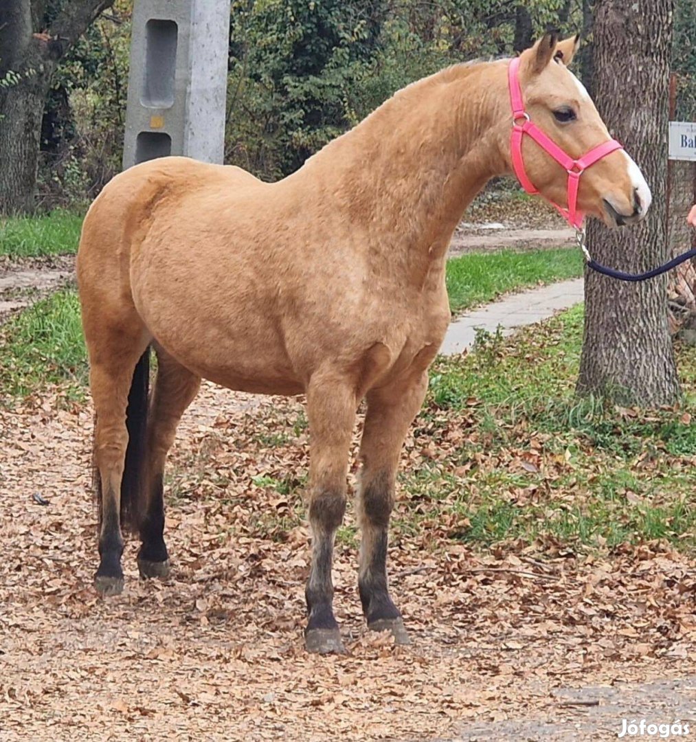 Új gazdát keres Betyus ! 