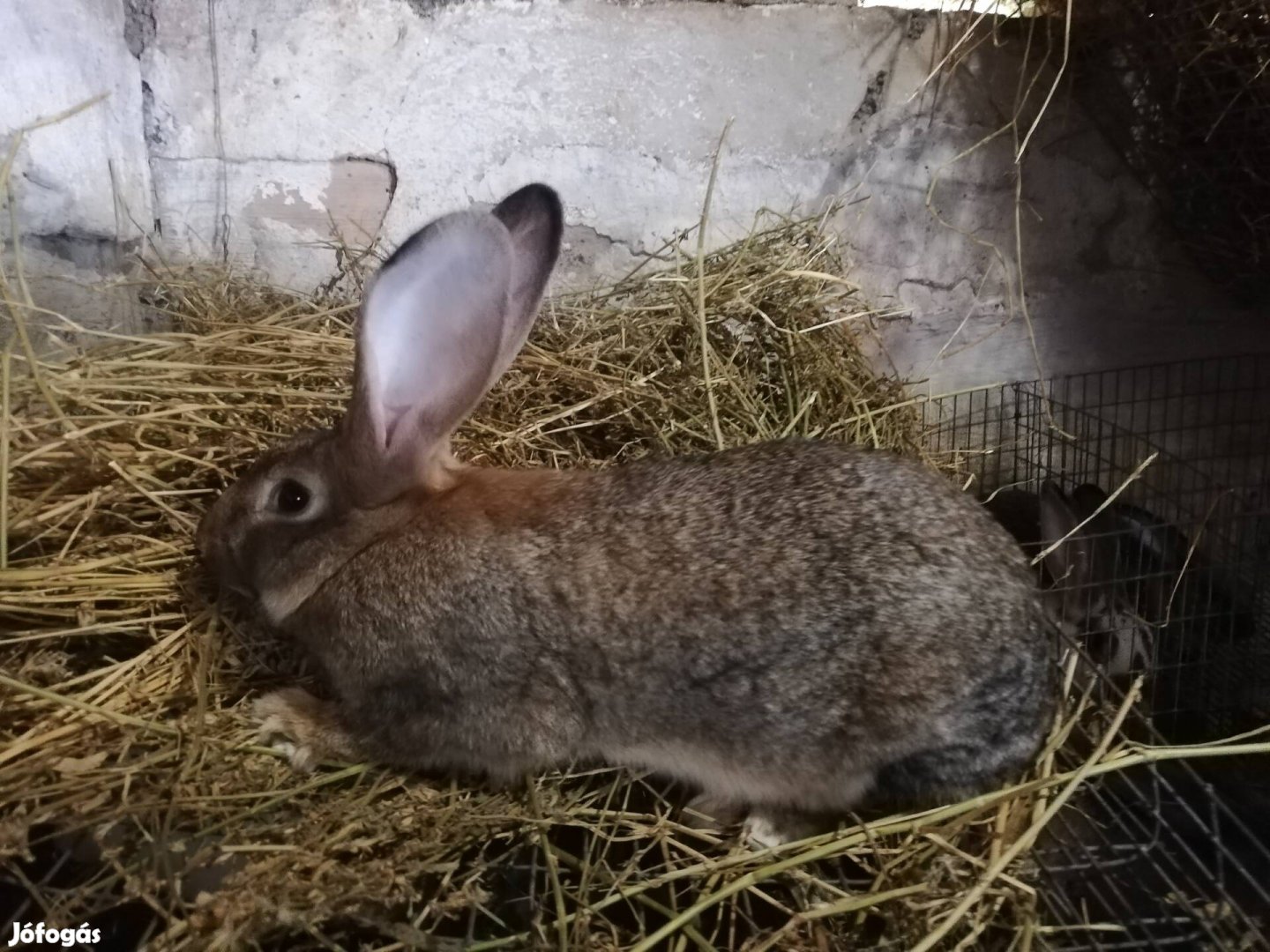 Új gazdát kereső nyulak Kakasdon! 