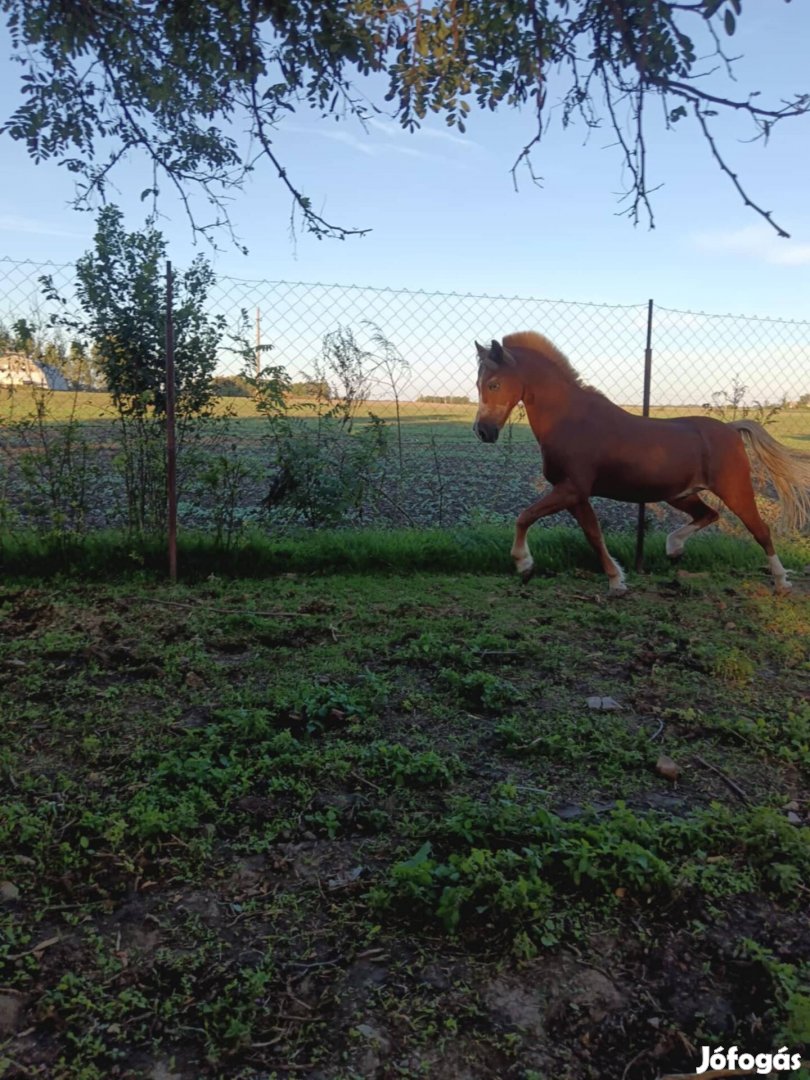 Új hejre kőltőzne 10éves herélt ponim