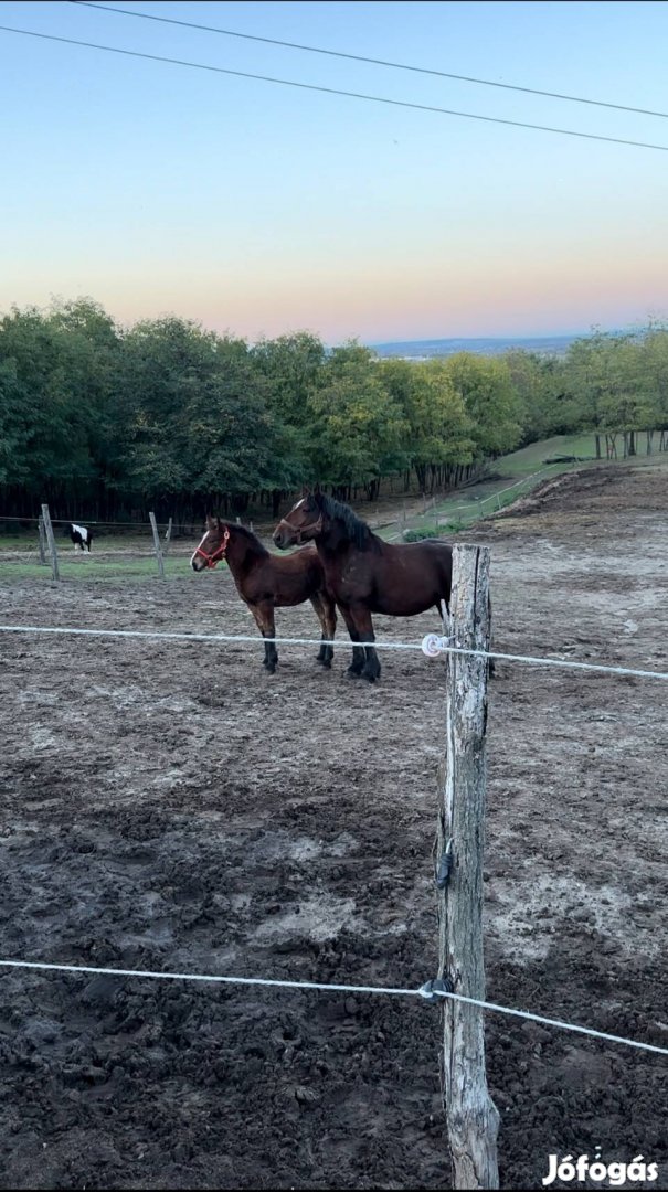 Új helyen legelne őshonos ló kanca páros