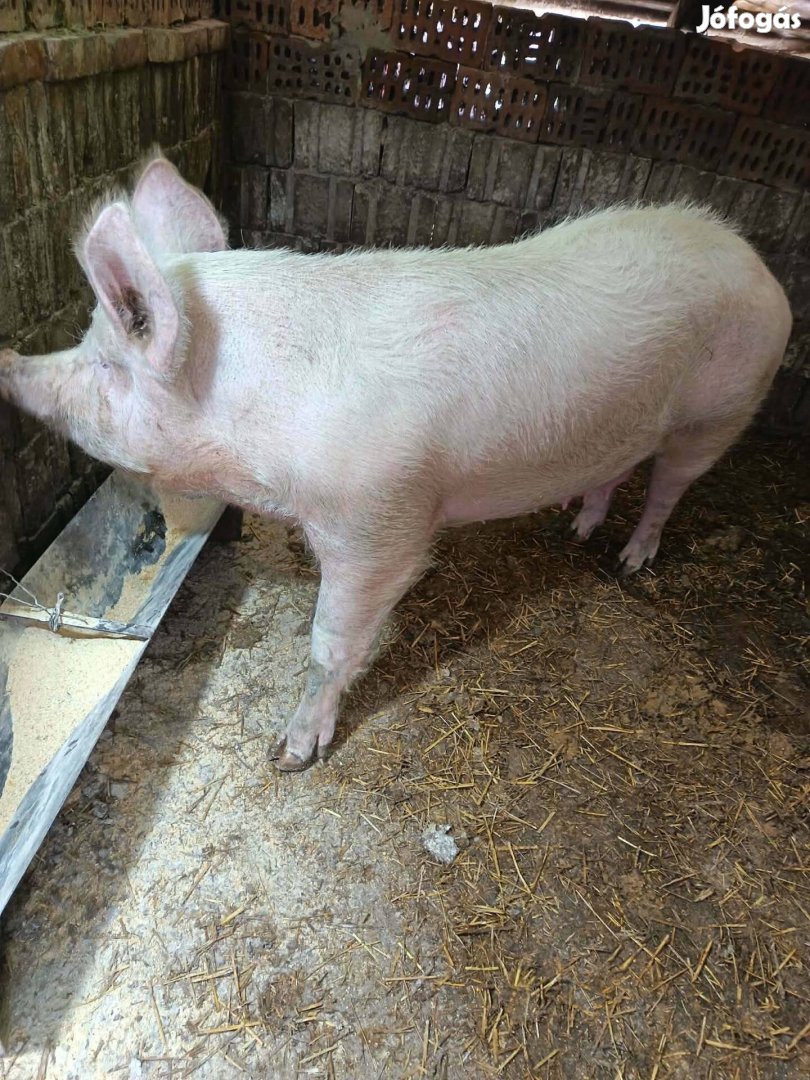 Új helyre költözne