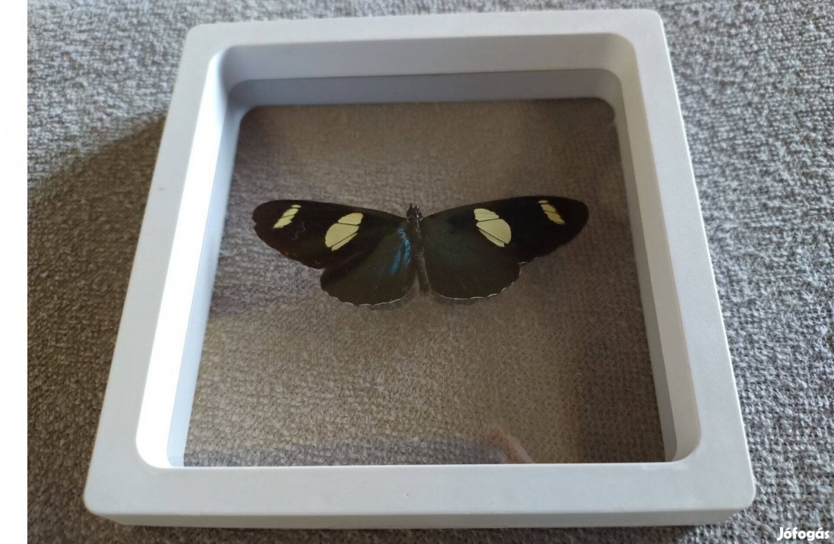 Új lepke pillangó kép eladó