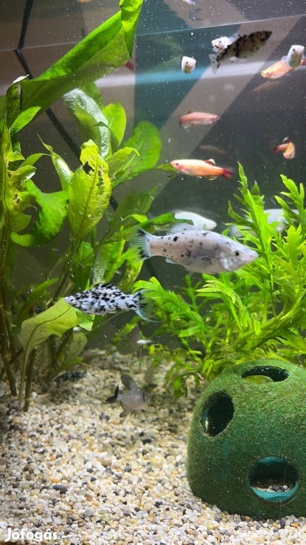 Újszülött Molly Díszhalak