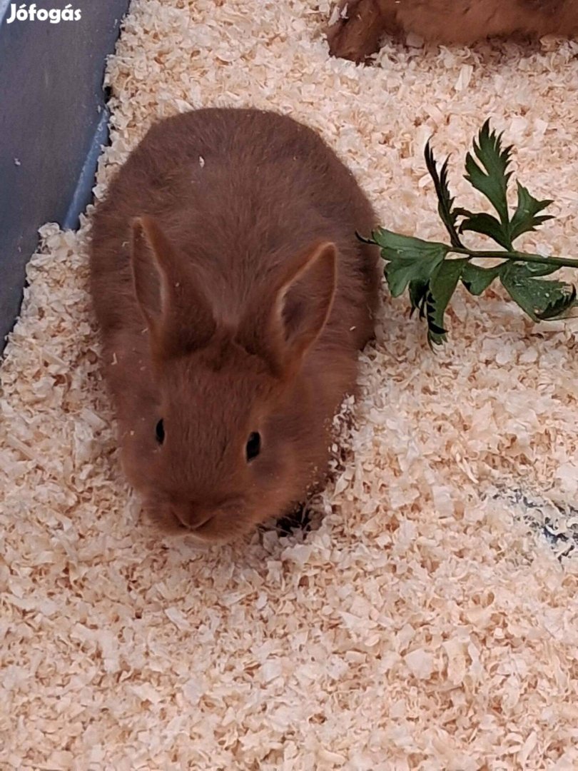 Újzélandi vörös növendékek eladók