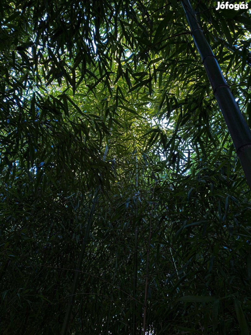 Ültethető bambuszok
