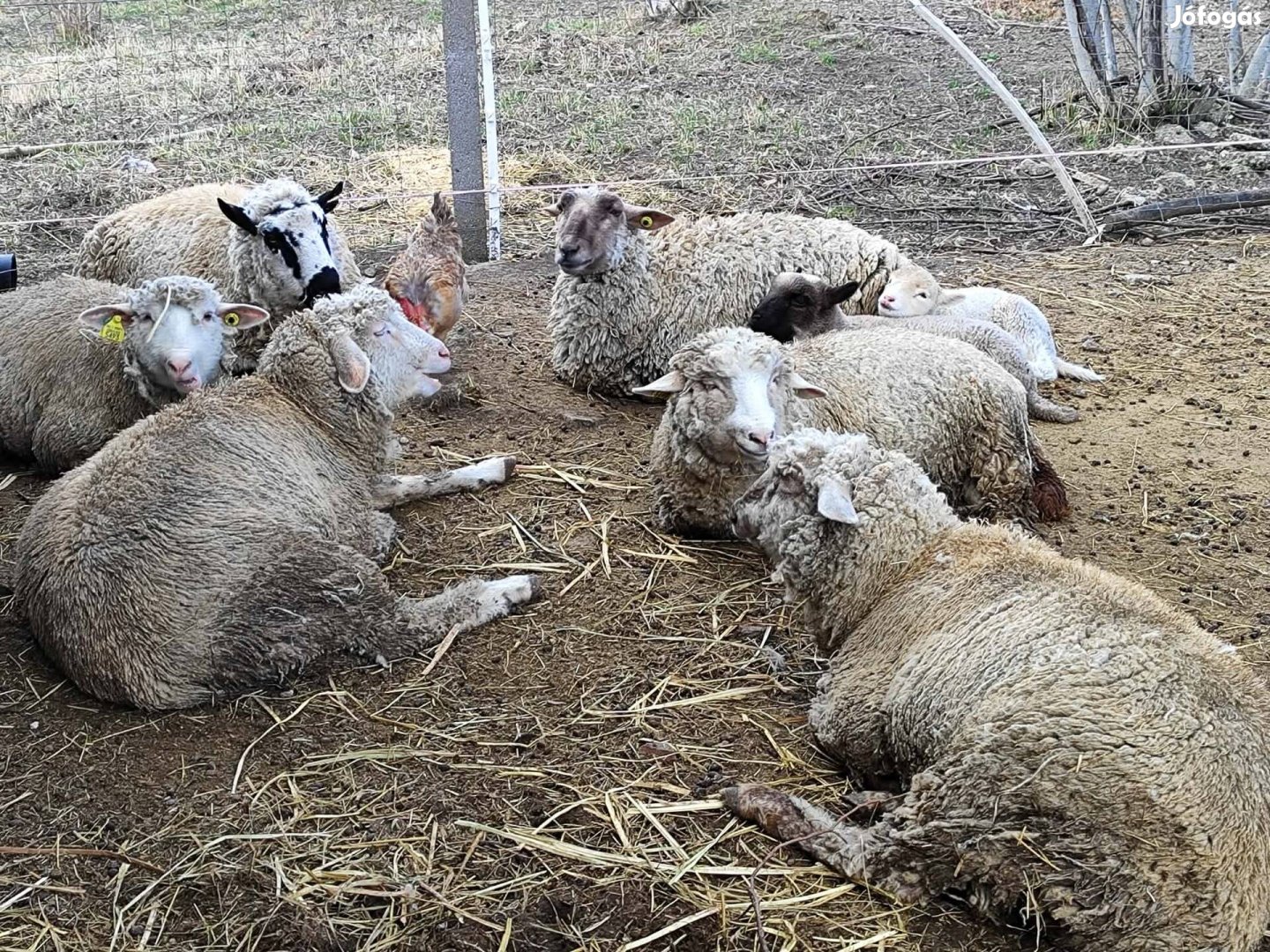 Ürü bárány eladó