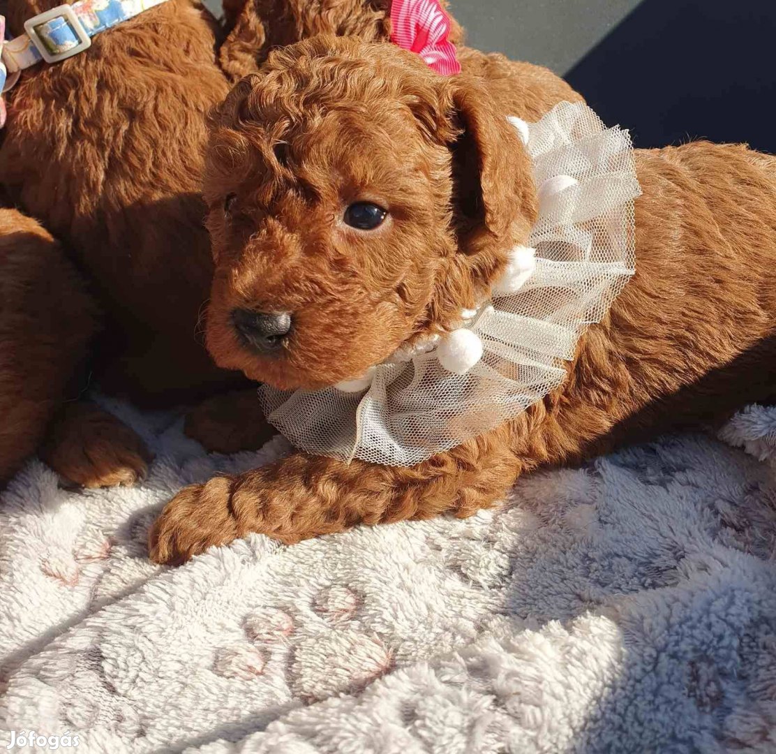 Uszkár- Poodle iskutyák elérhetők