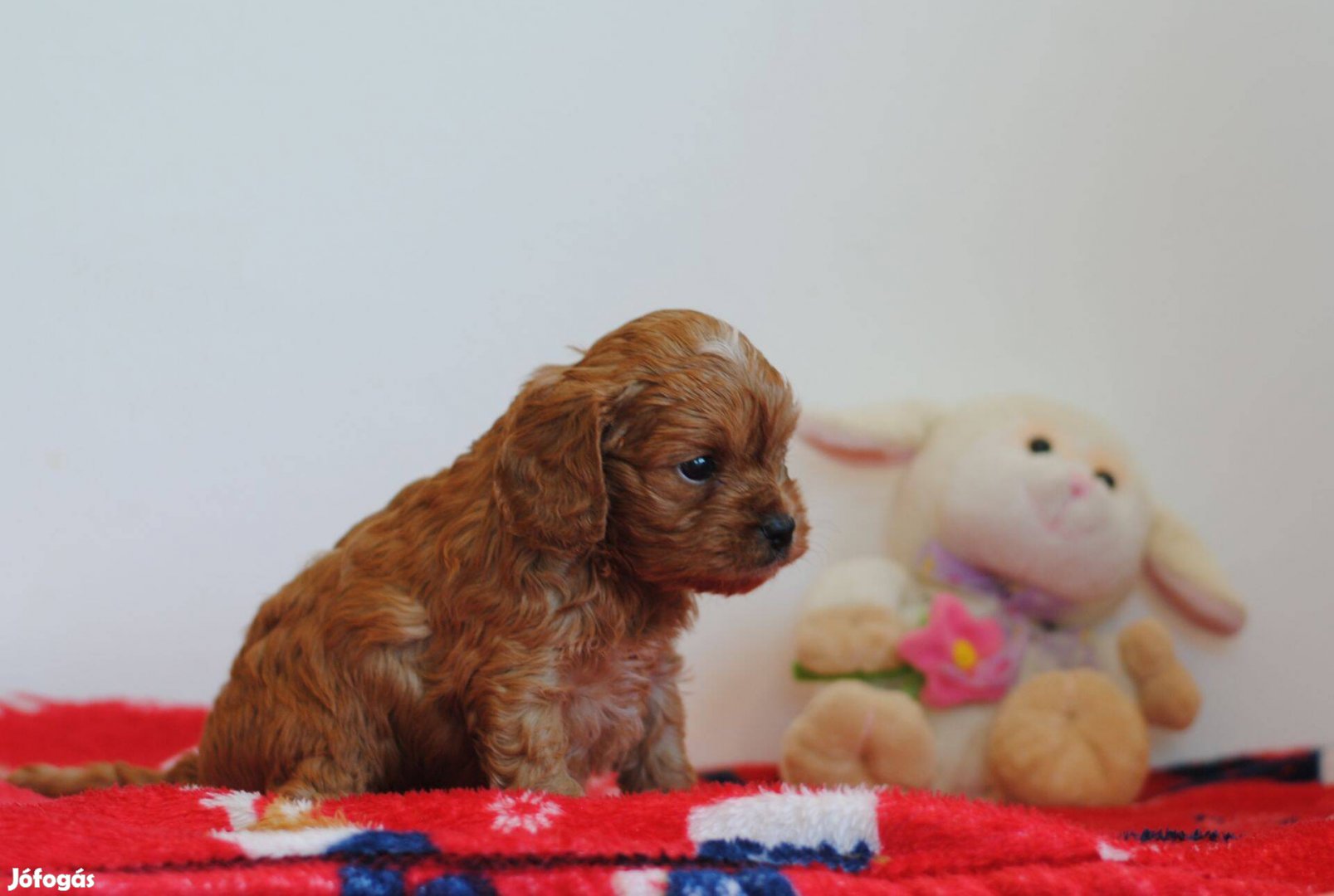 Uszkar / Cavapoo