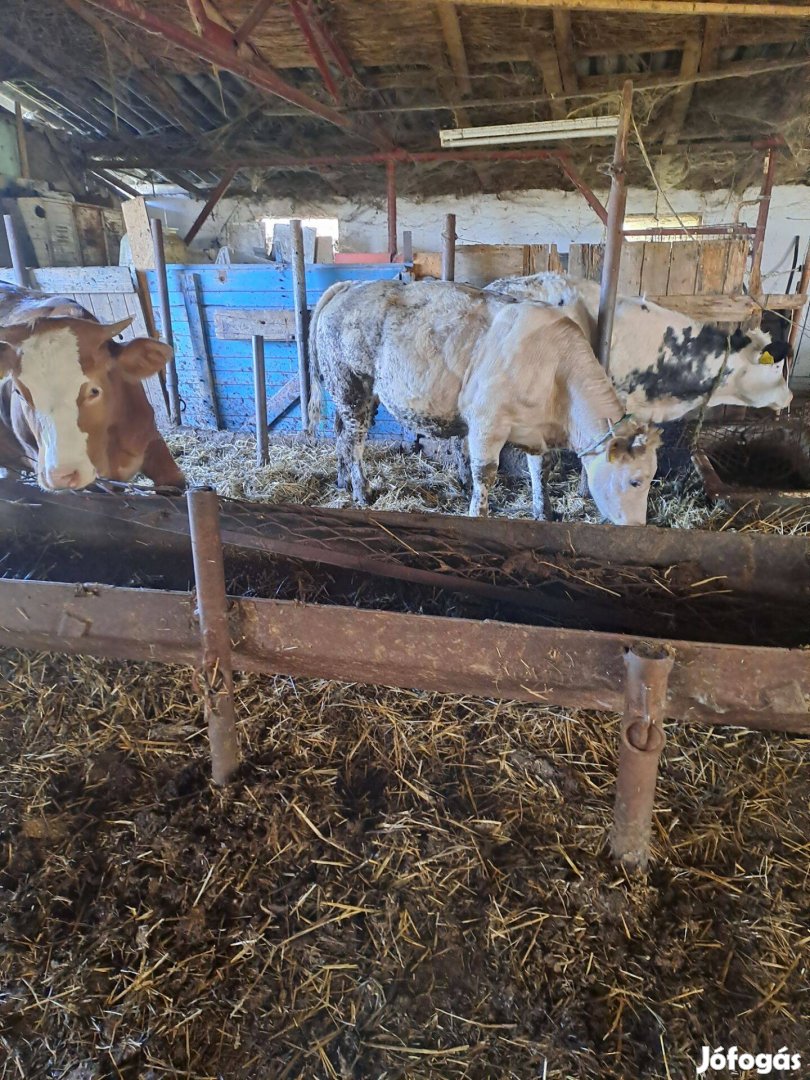 Üsző borjak eladók 400kg körül