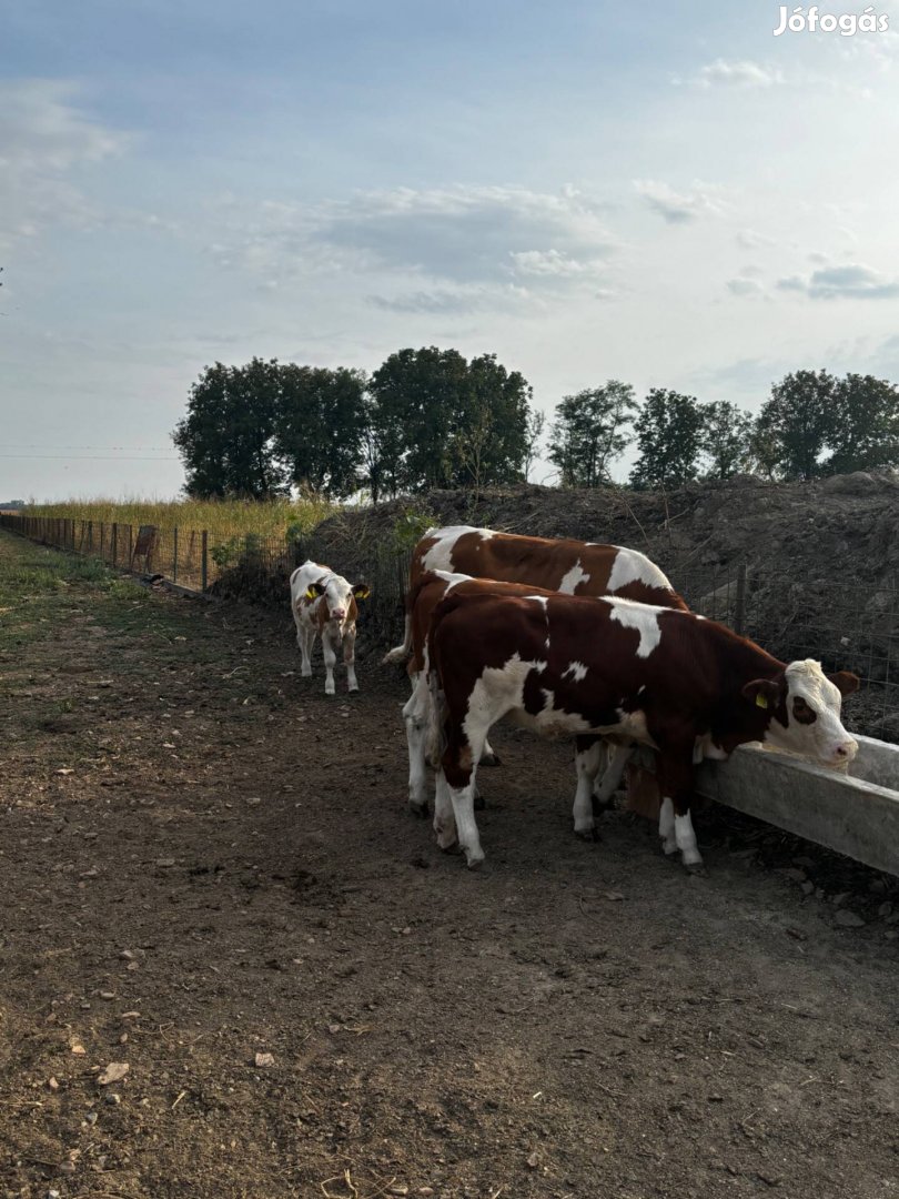 Üsző borjú eladó