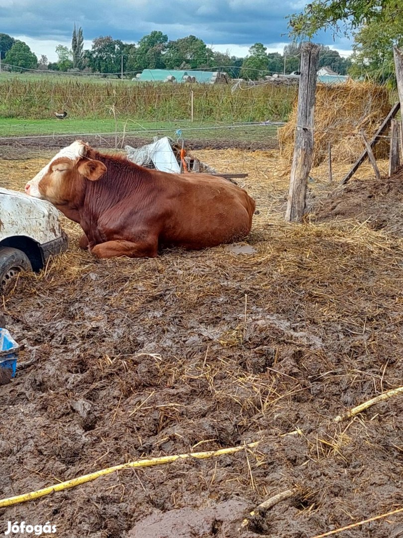 Üsző illetve bika eladó 