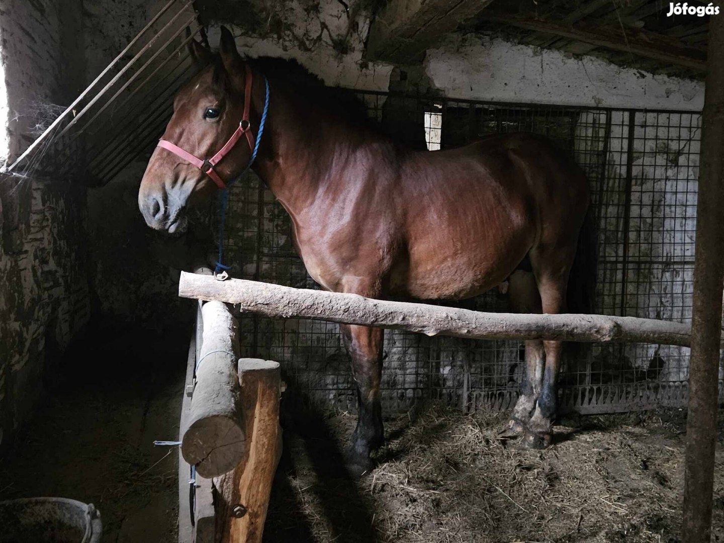 Útleveles csődör csikó  csere is érdekel 