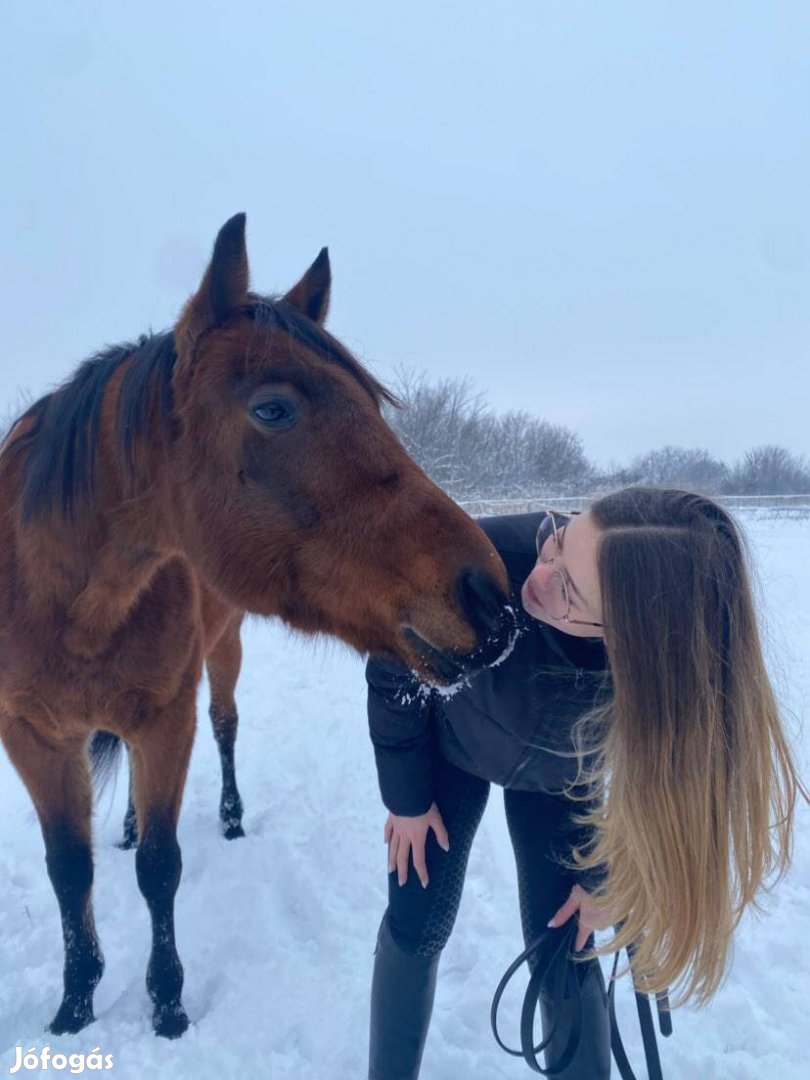 Útleveles herélt ló