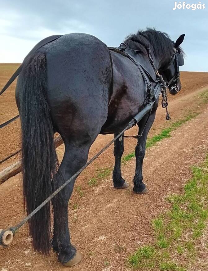 Utolsó 5 éves 8 hónapos vemhes kancám 