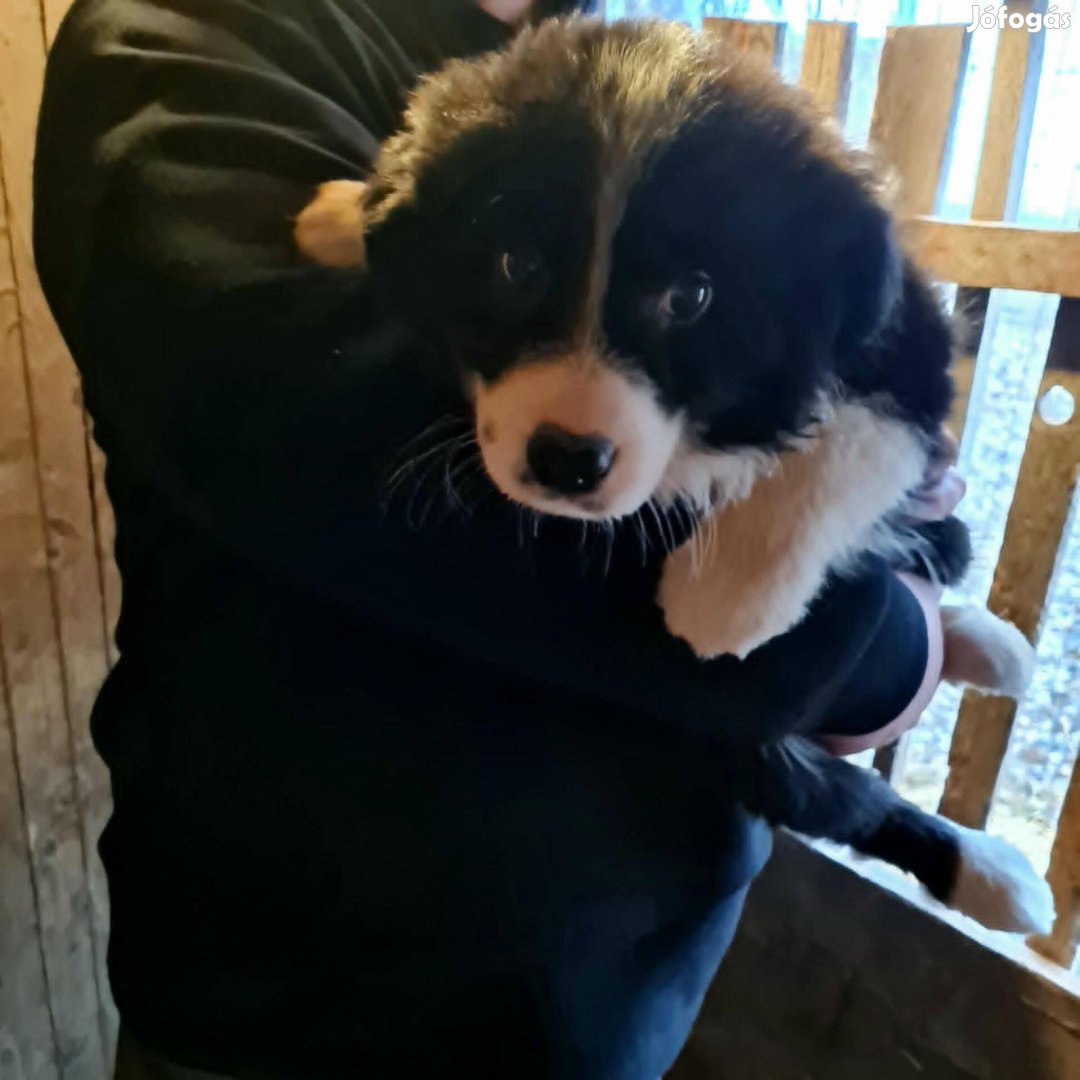 Utolsó Border Collie kiskutyák!