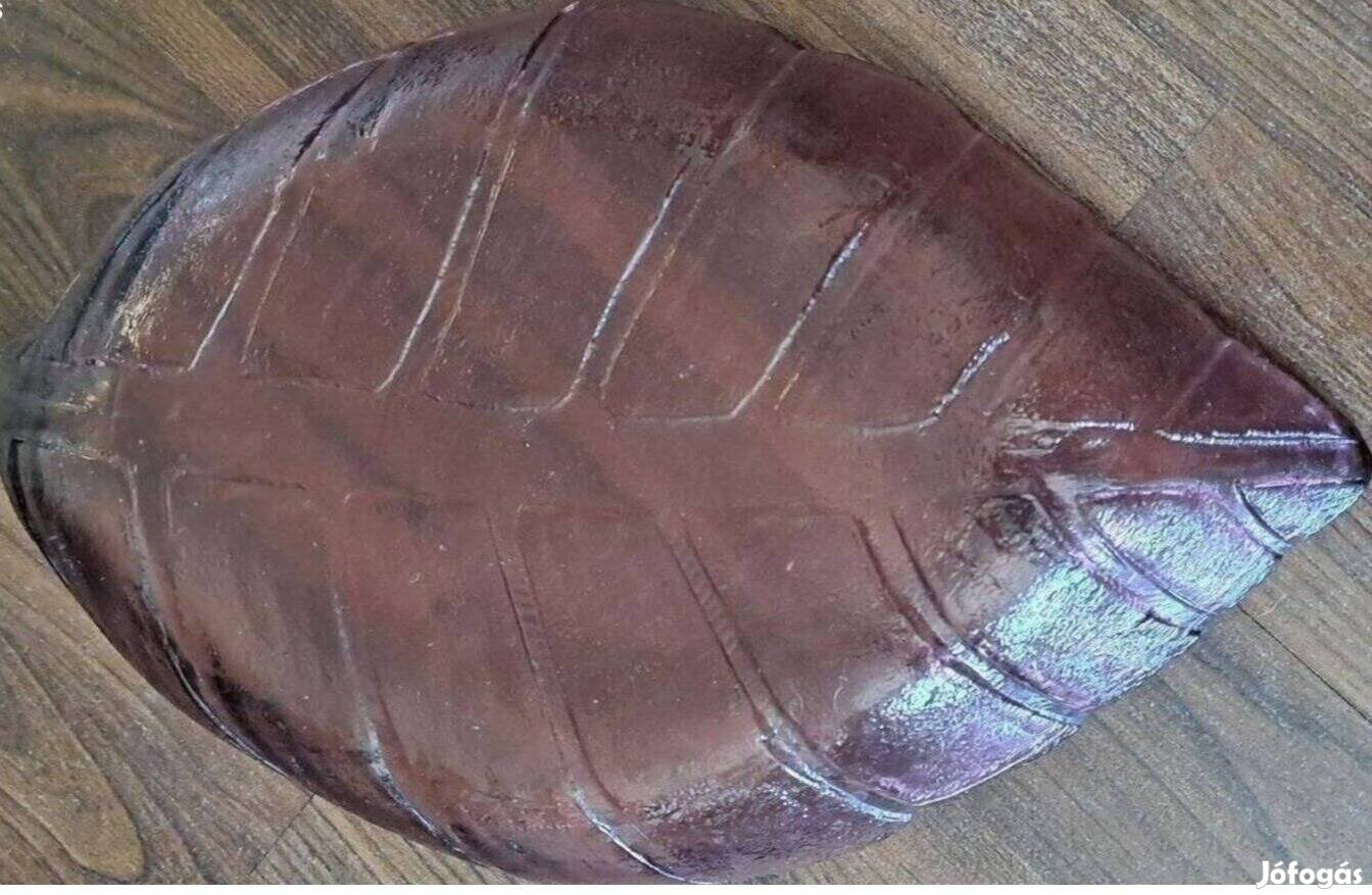 Üveg kínáló levél forma