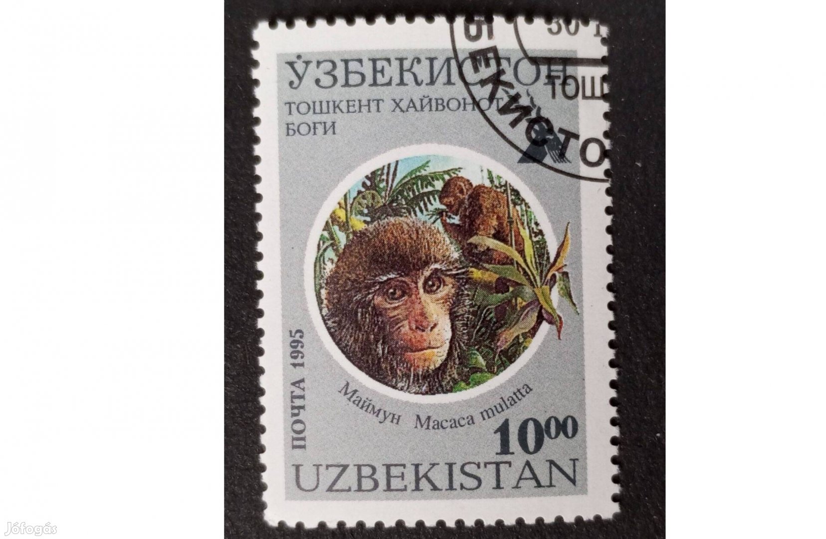 Üzbegisztán bélyeg 1995 Taskent Állatkert Macaca mulatta