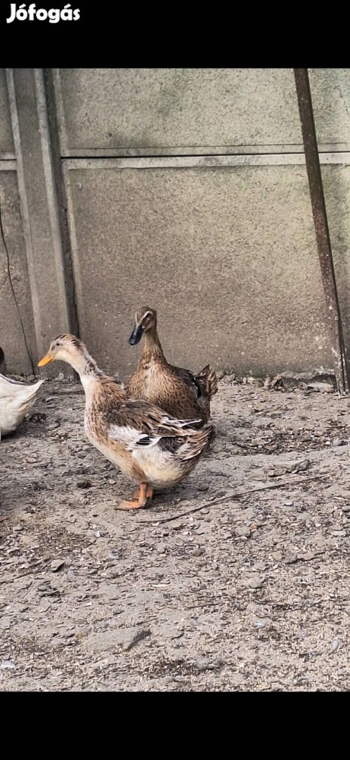 Vadas magyarkacsák eladók