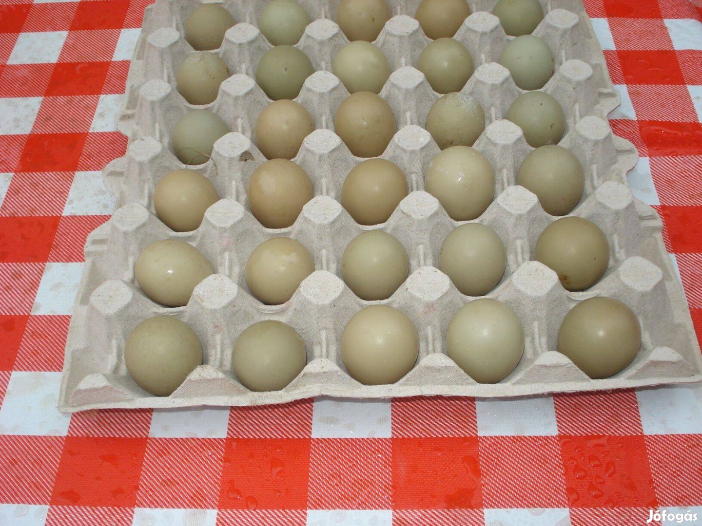 Vadász fácán tojás