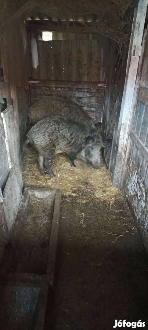 Vaddisznó-Mangalica keverék Eladó