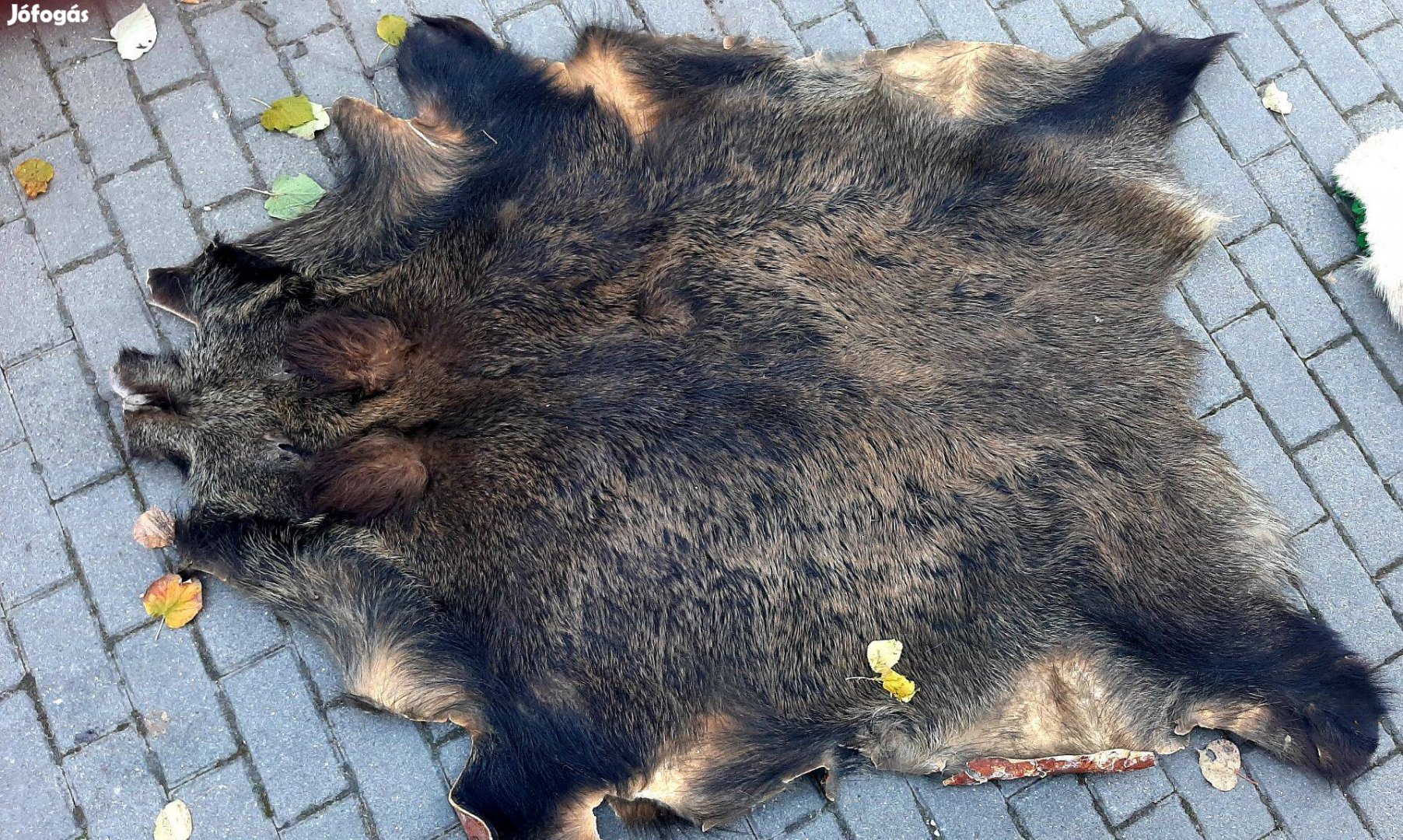 Vaddisznó-, borjú-, rókabőr fali dekor, kilépő