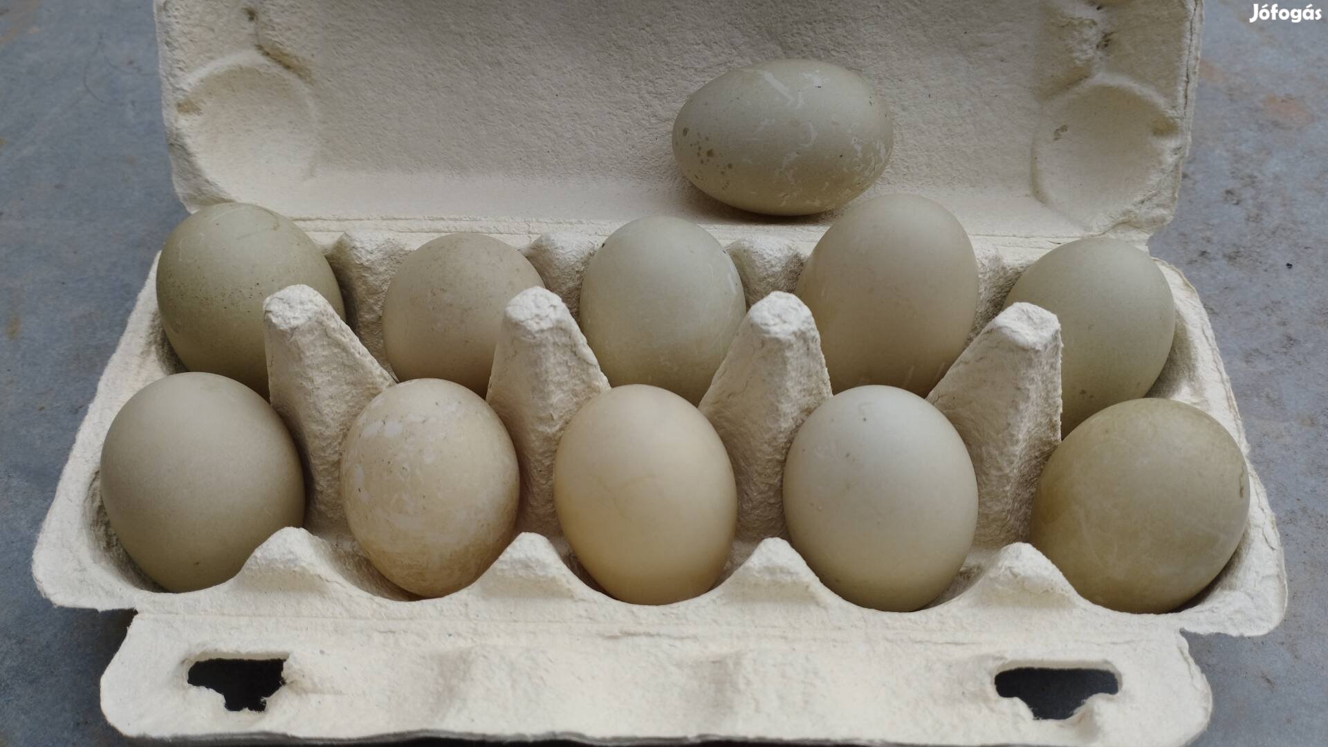 Vadkacsa tojás Sántoson eladó.
