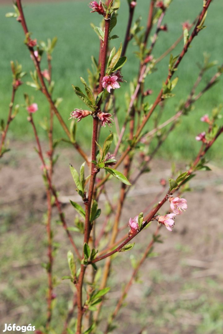 Vadőszibarack csemete