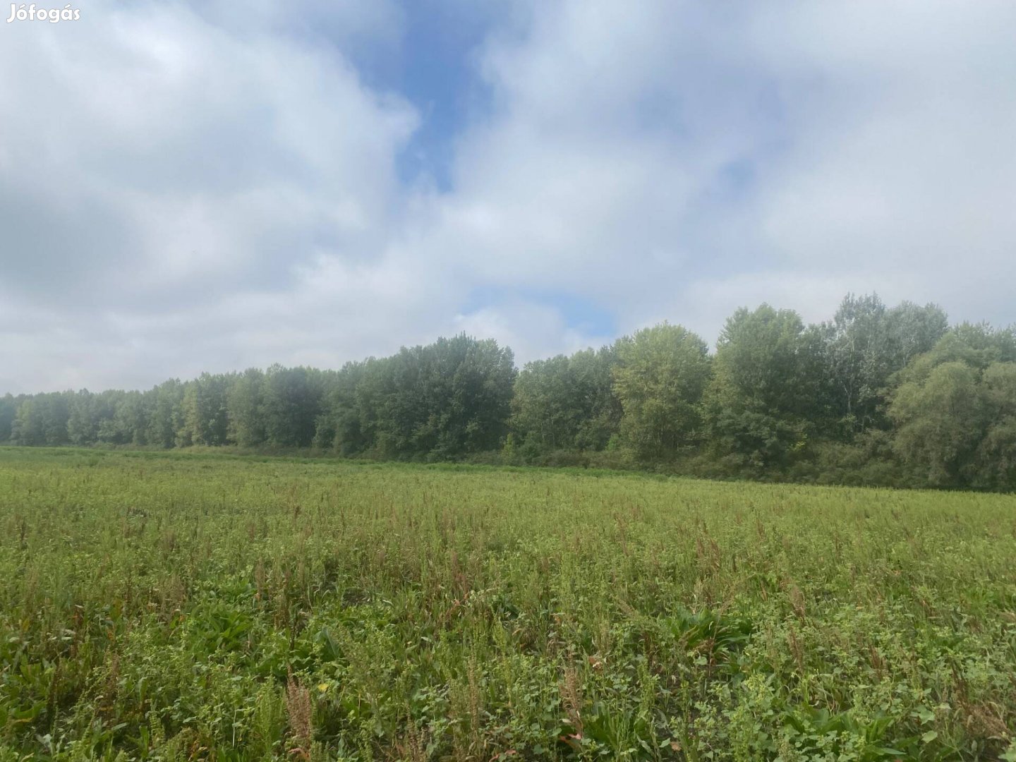 Vágás érett erdő