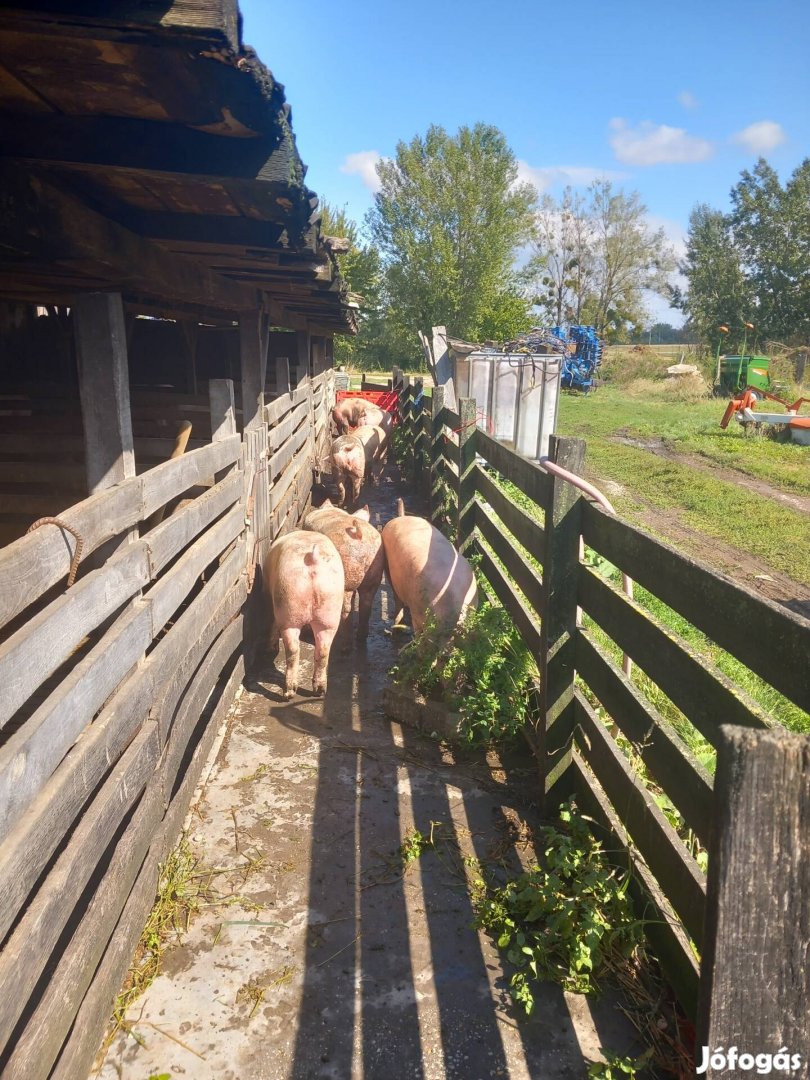 Vágni való anyakoca eladó! 