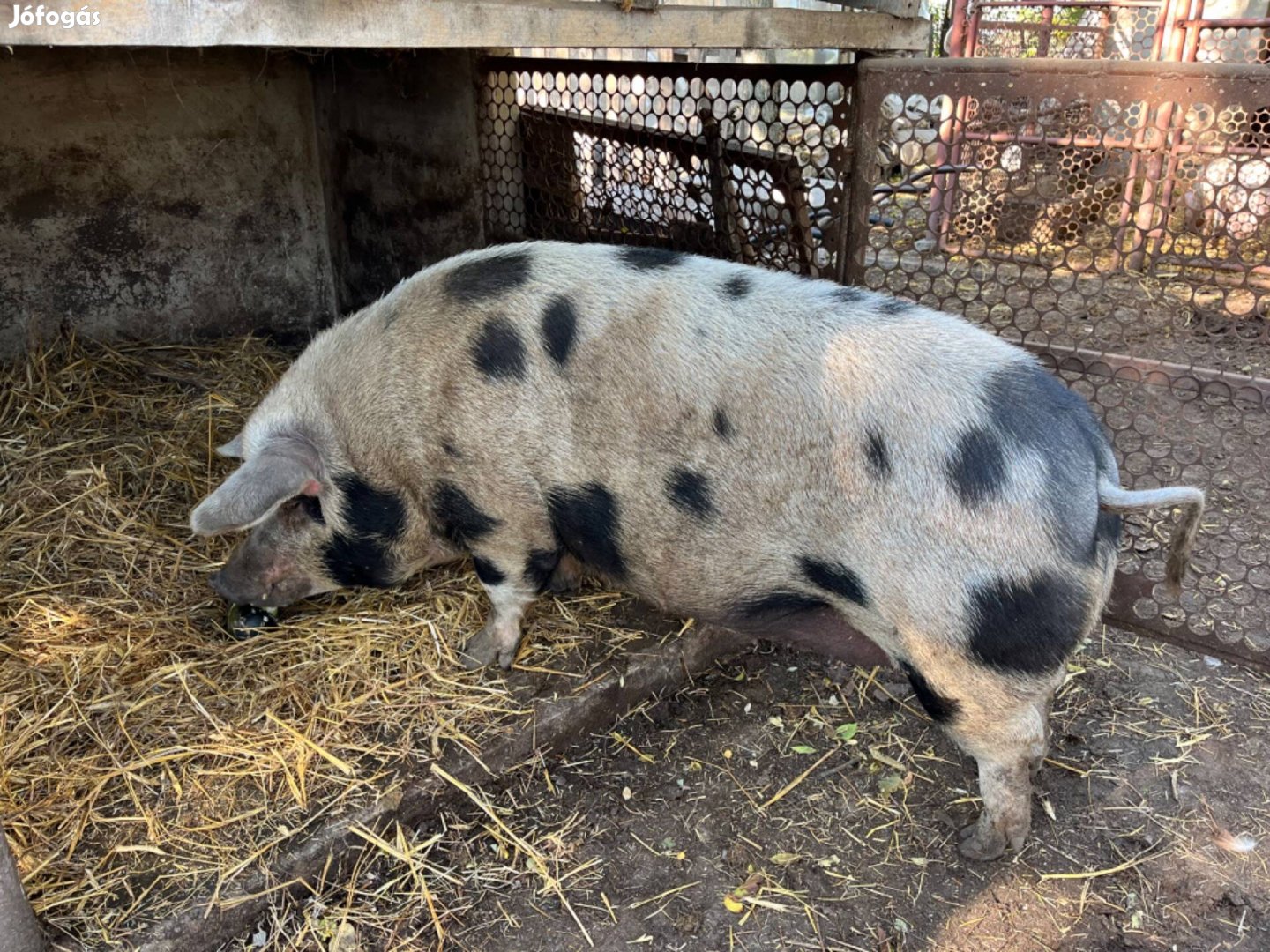 Vágnivaló koca eladó