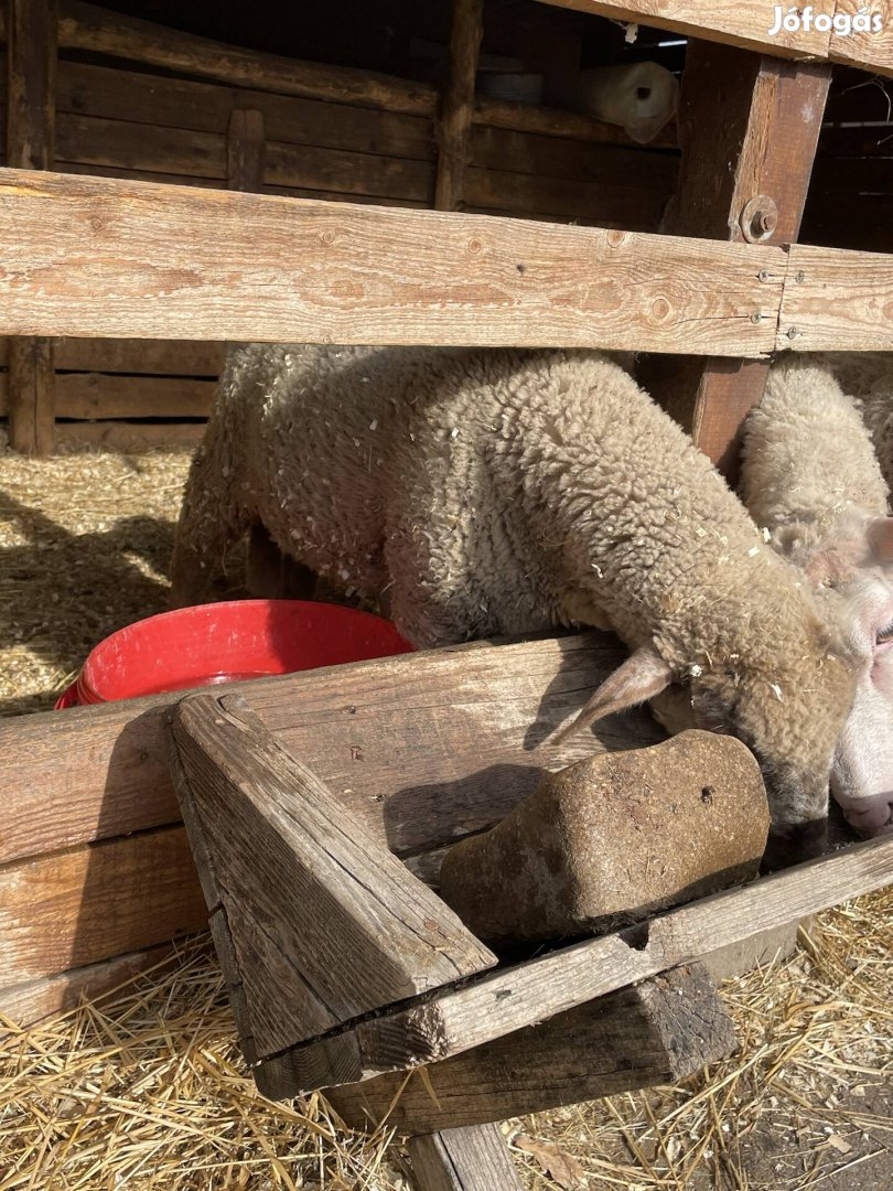 Vágó juhot ,vágó bárányt vásárolok 