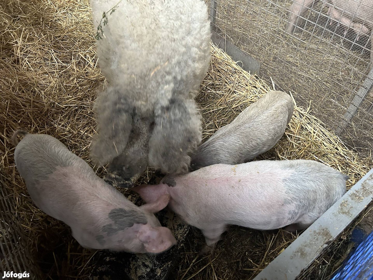 Választási Mangalica eladó