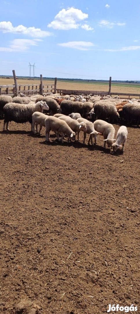 Választási bárány