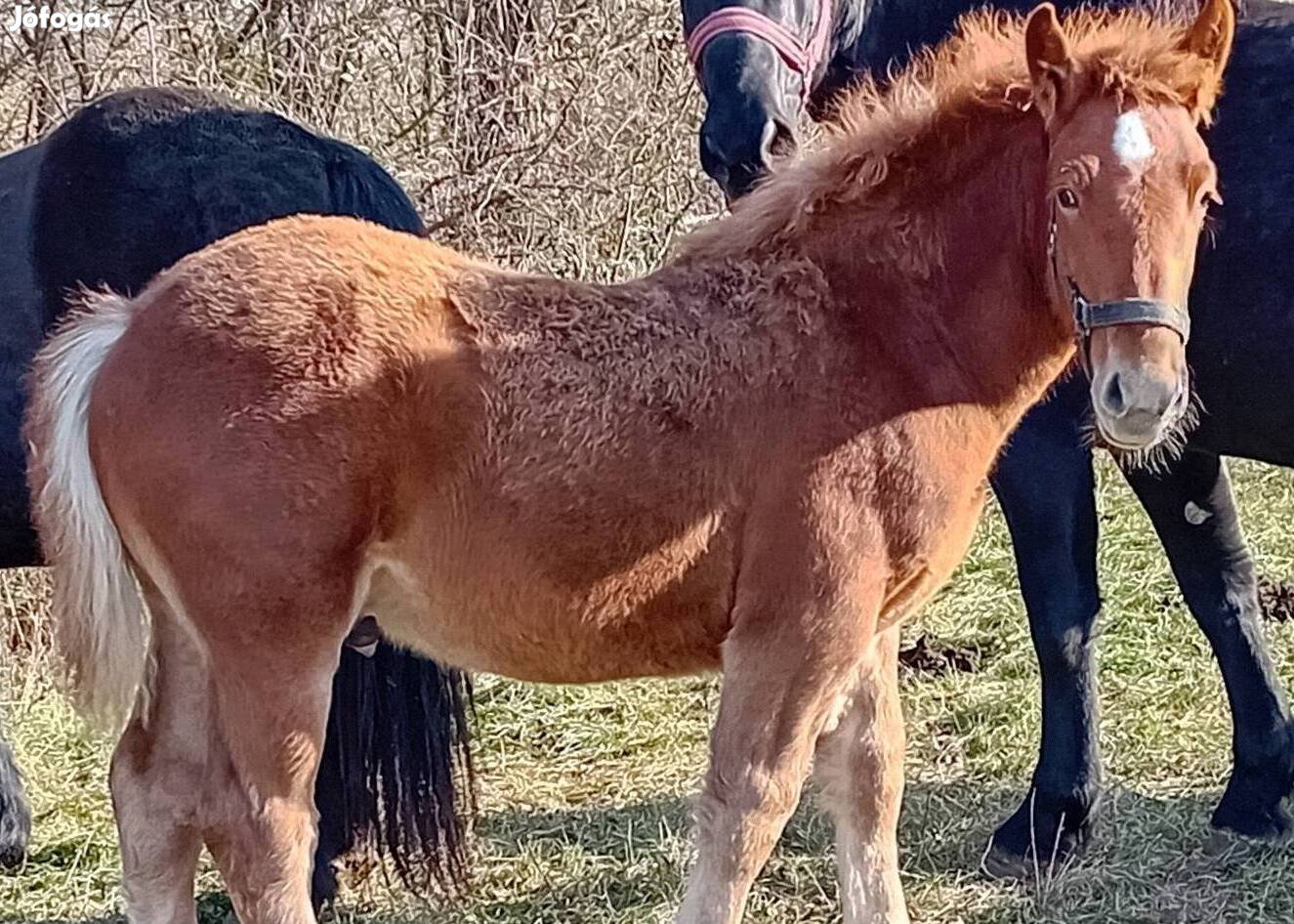 Választási csődör csikó eladó 