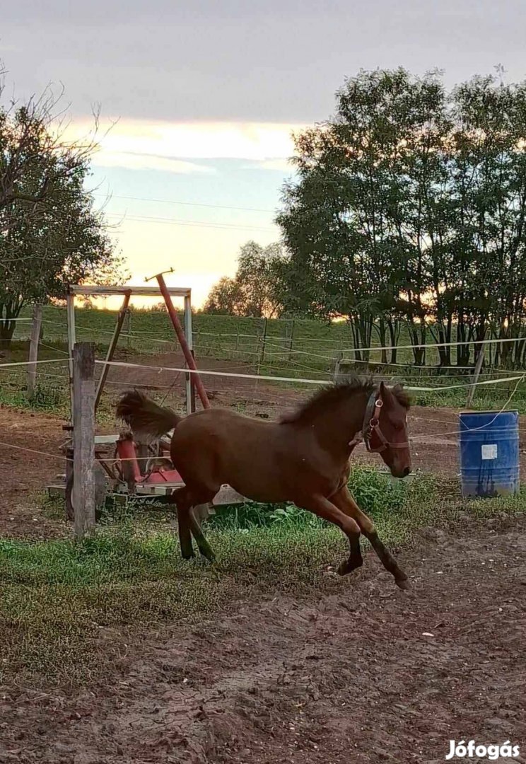 Választási kanca csikó