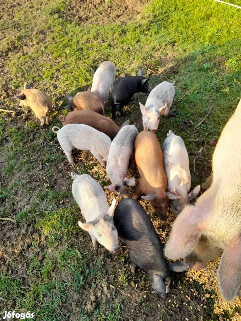 Választási malac eladó/előjegyezhető