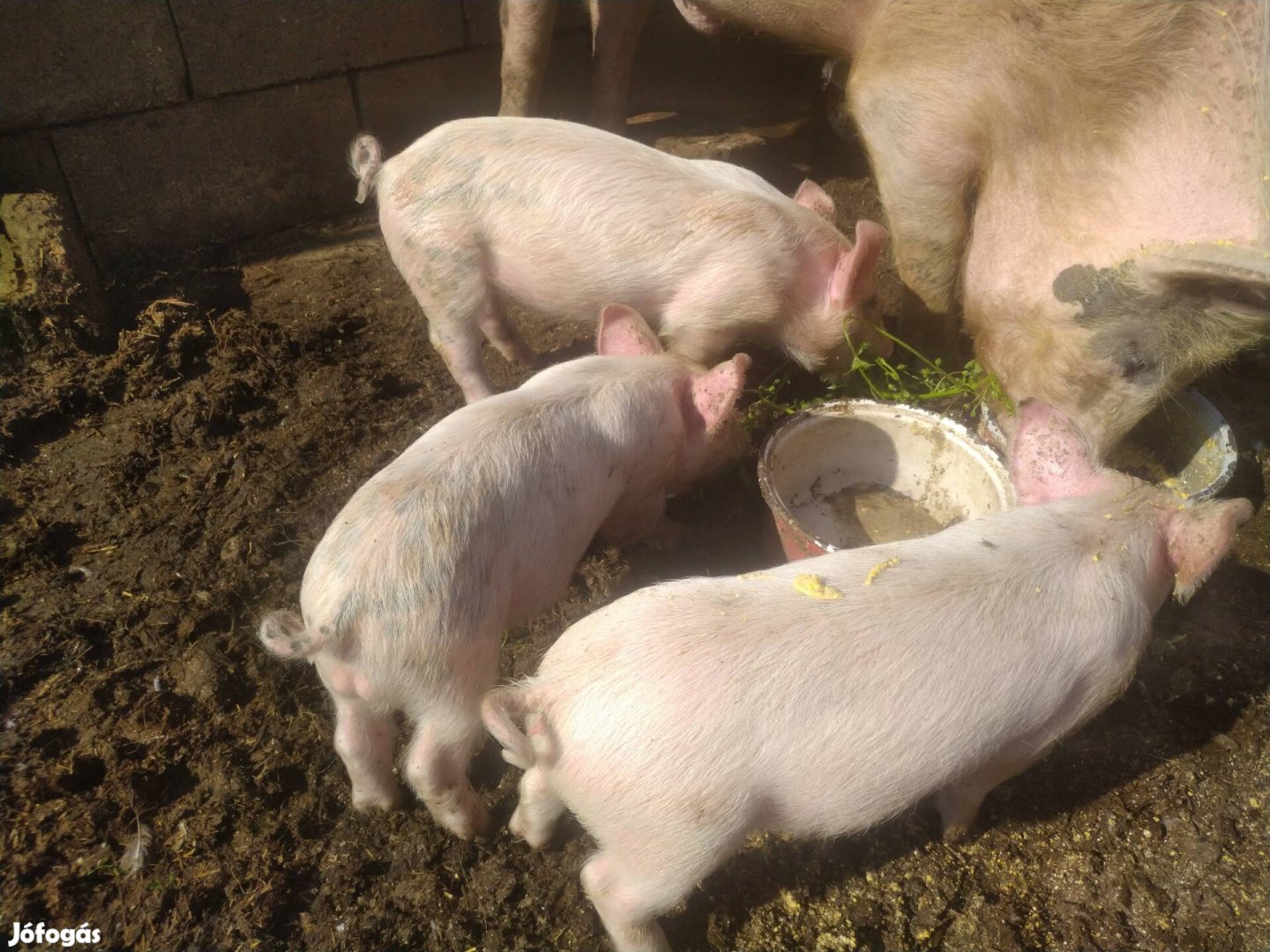 Választási malac eladó vagy cserélhető