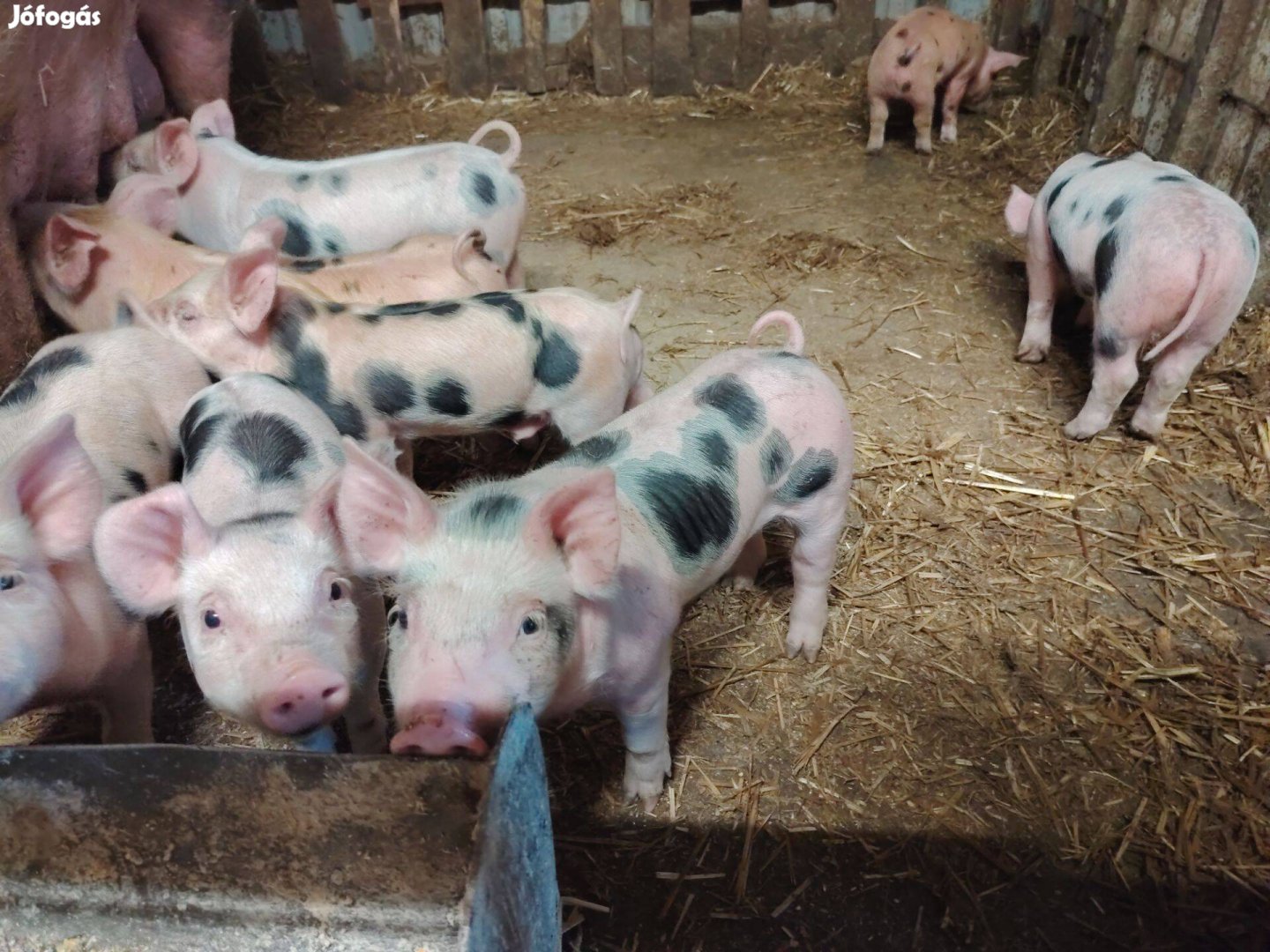 Választási malac elérhető áprilistól