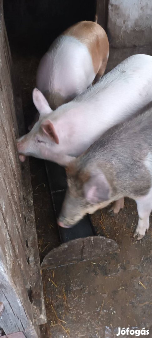 Választási malac és hízó eladó,vagy csere