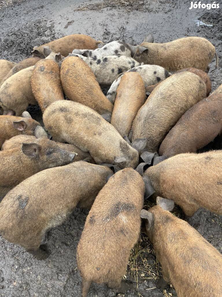 Választási malac és hízósertés eladó