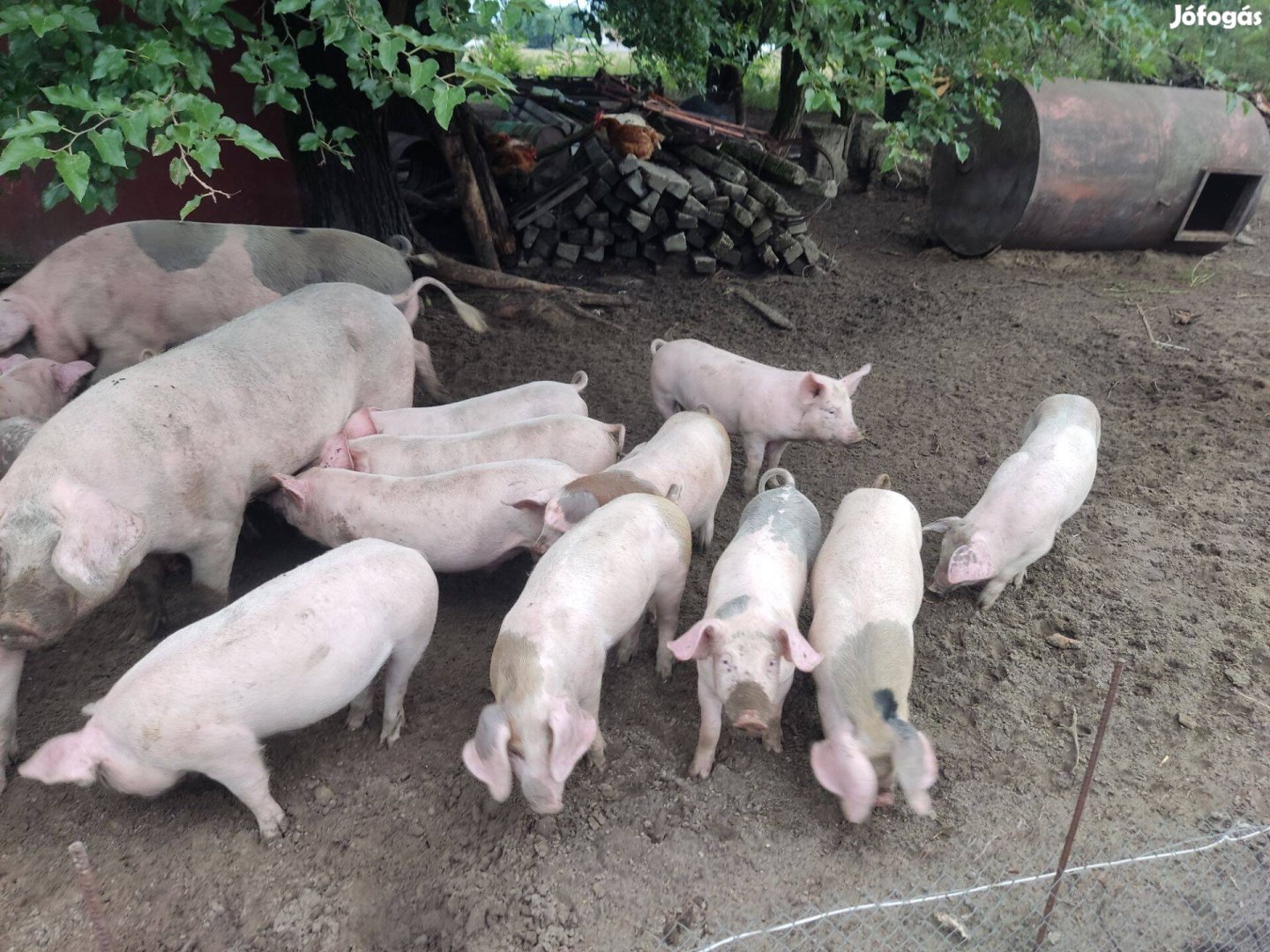 Választási malac süldő hízó disznó sertés