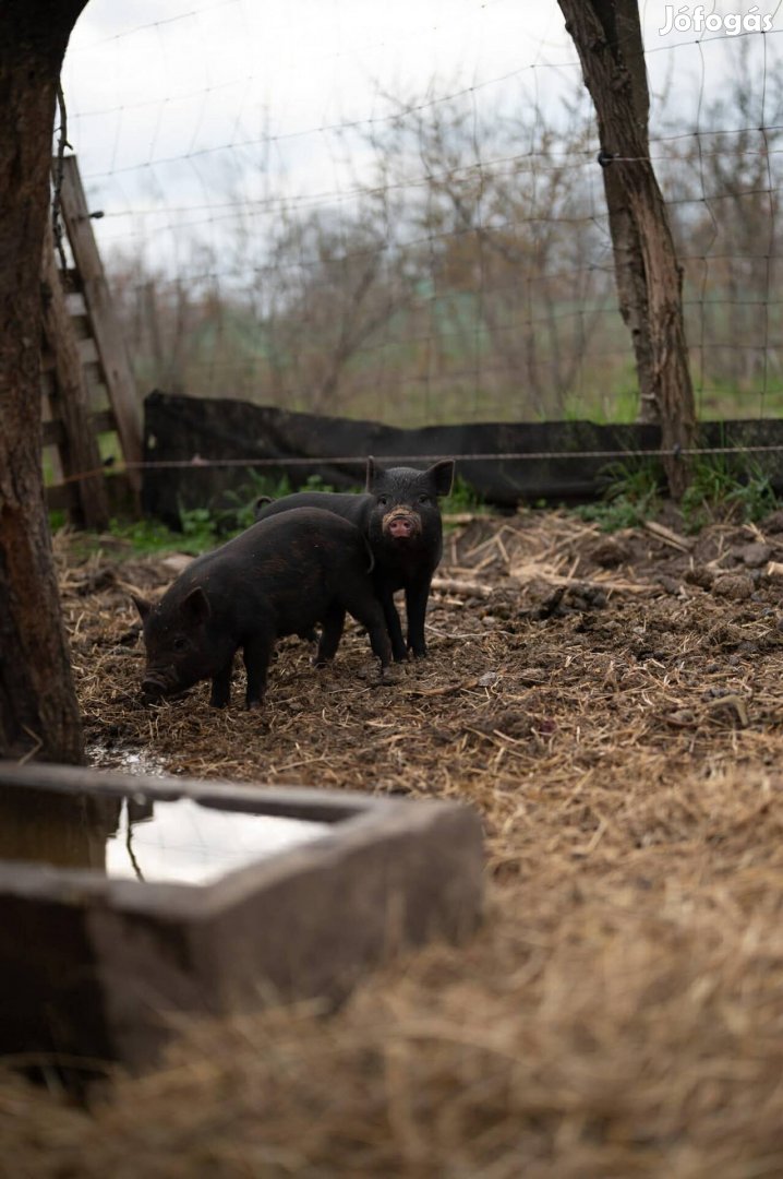 Választási malacok