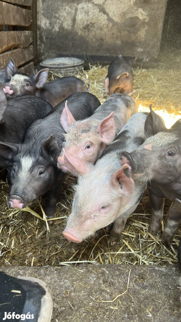 Választási malacok