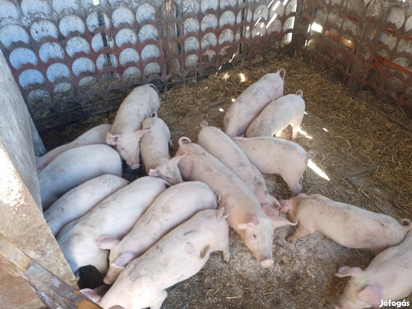 Választási malacok