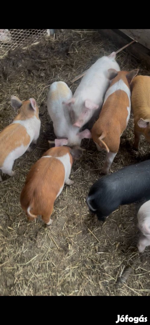 Választási malacok Cegléd