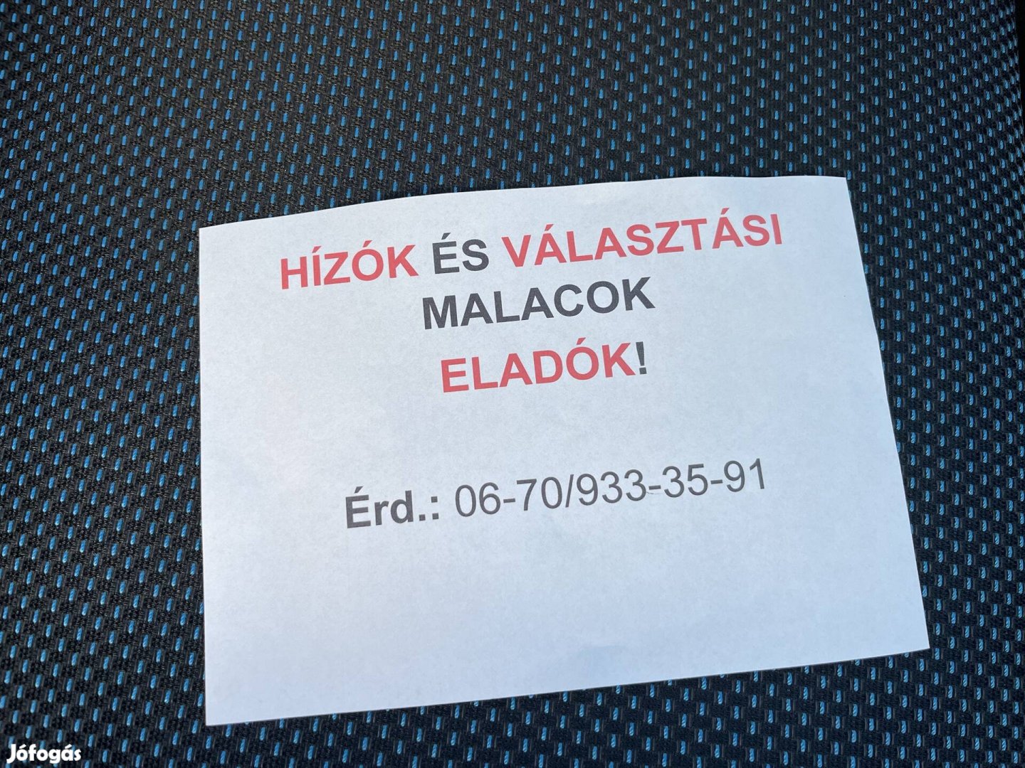 Választási malacok, hízók eladók