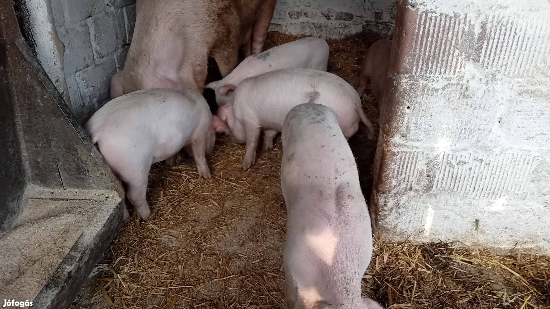 Választási malacok eladók, gabona csere érdekel