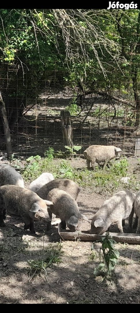 Választási mangalica malacok